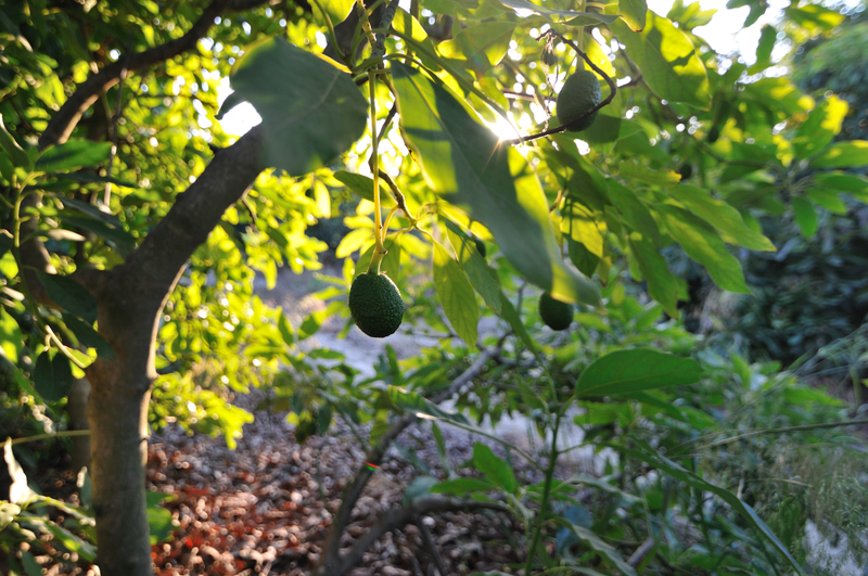 ... and these ones weren’t quite ripe enough. Oh well.